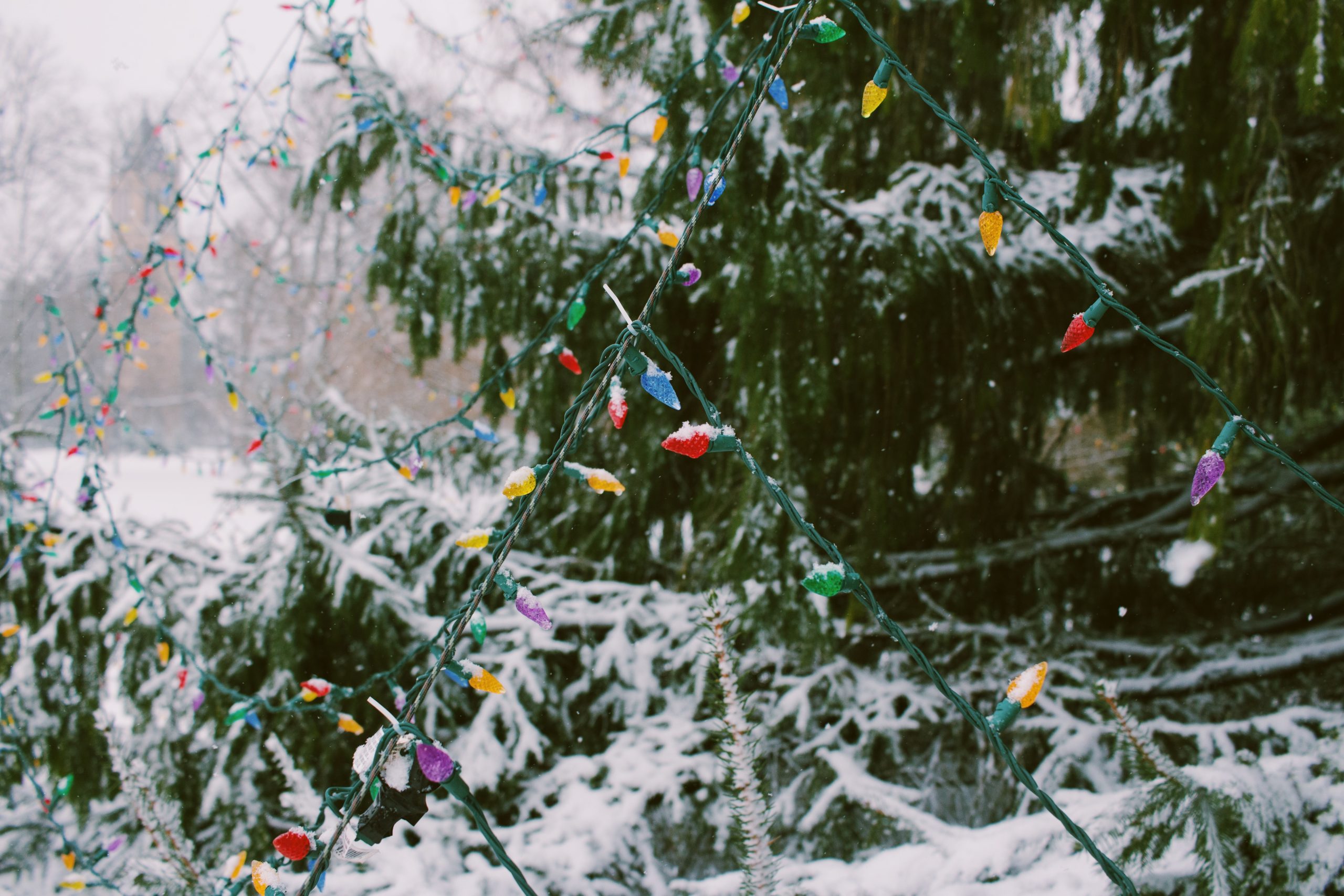 close up of snow covered christmas tree with colorful lights