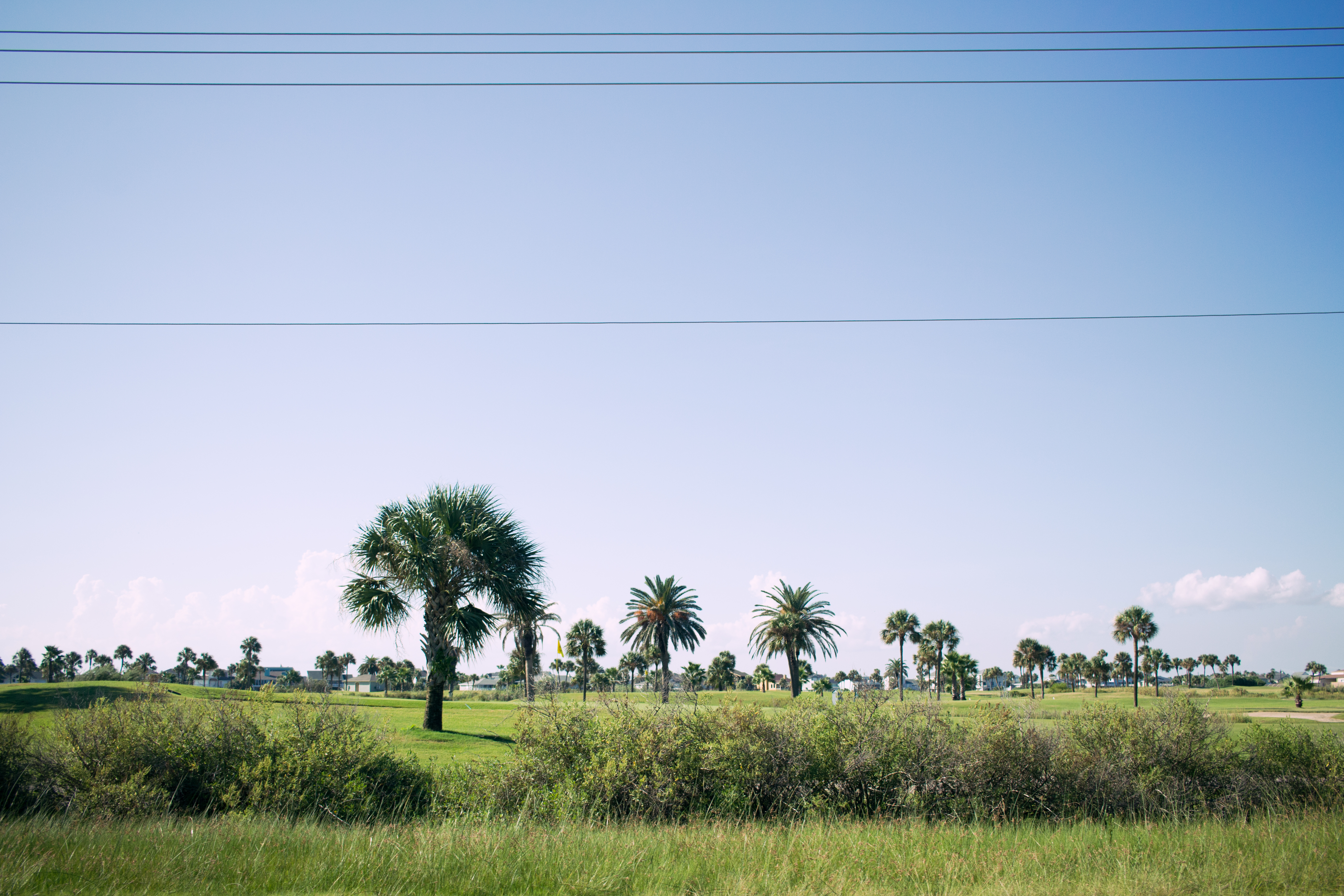 coastal landscape with palm trees and blue sky