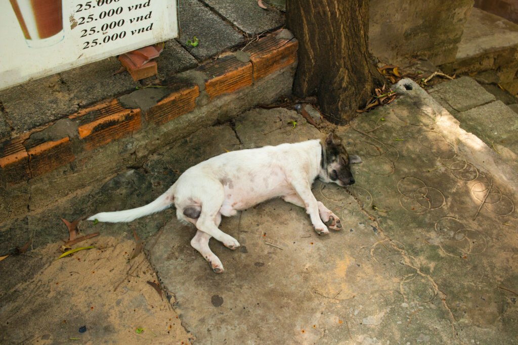 white dog laying on concrete